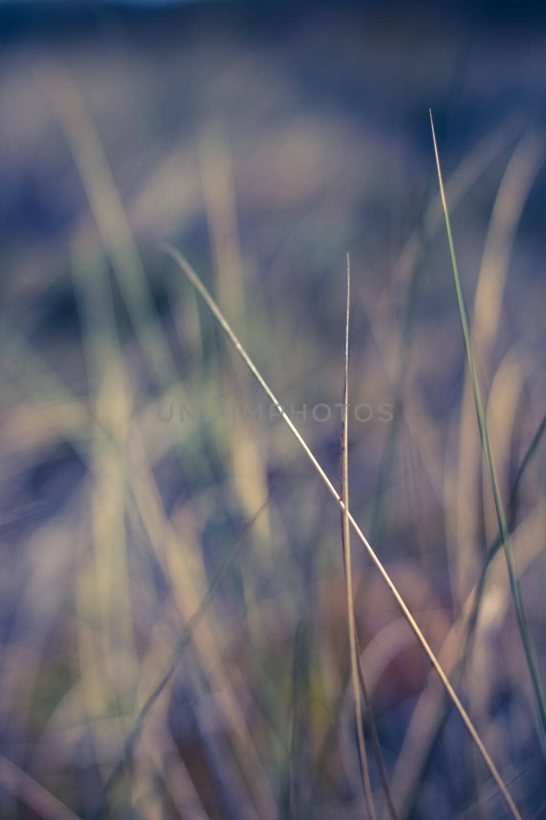 Rural field, a day in countryside by Anneleven