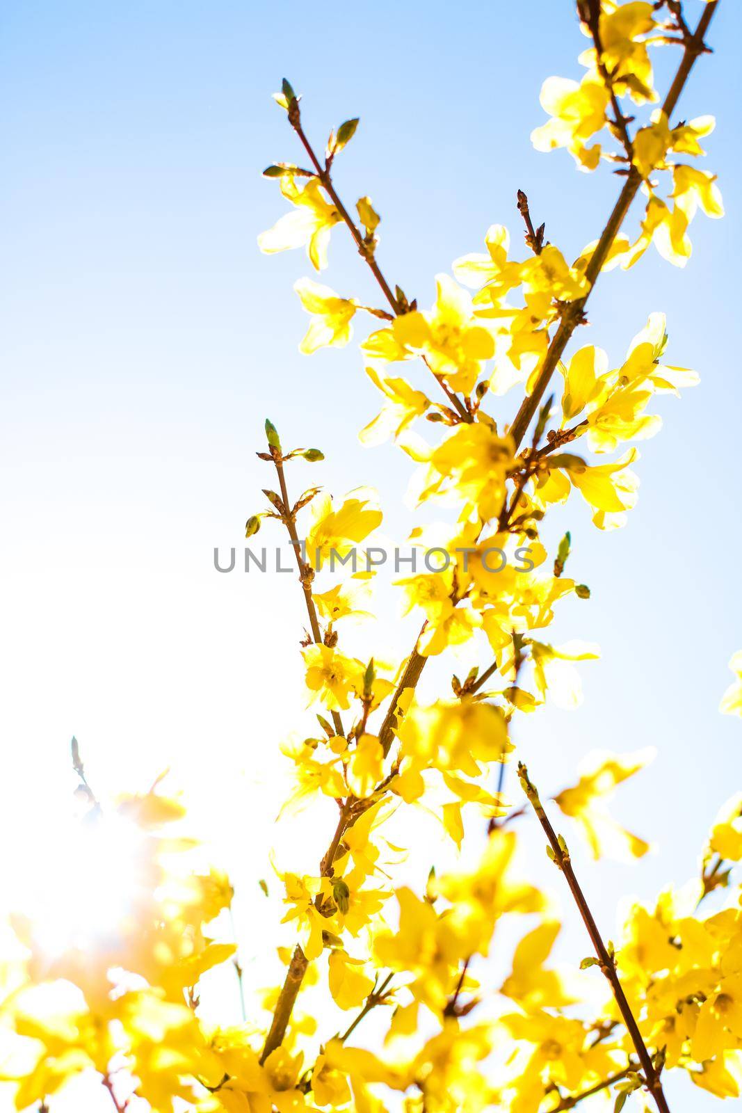 Nature in spring, wedding invitation and floral composition concept - Beautiful yellow flowers and blue sky as background