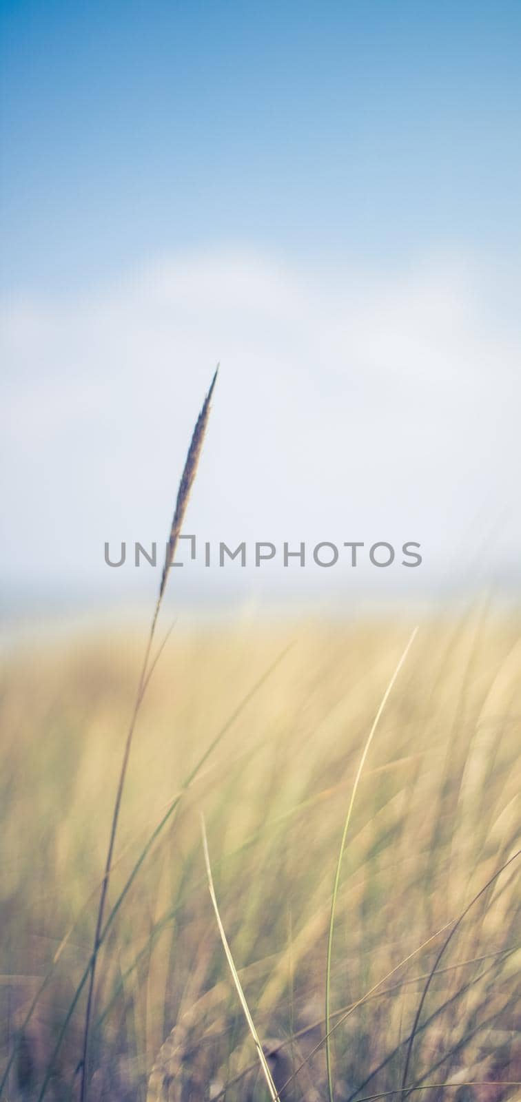 Nature background, environmental and agriculture concept - Rural field, a day in countryside