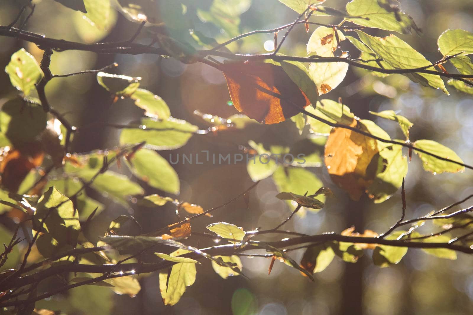 Green leaves in backlight by ValentimePix