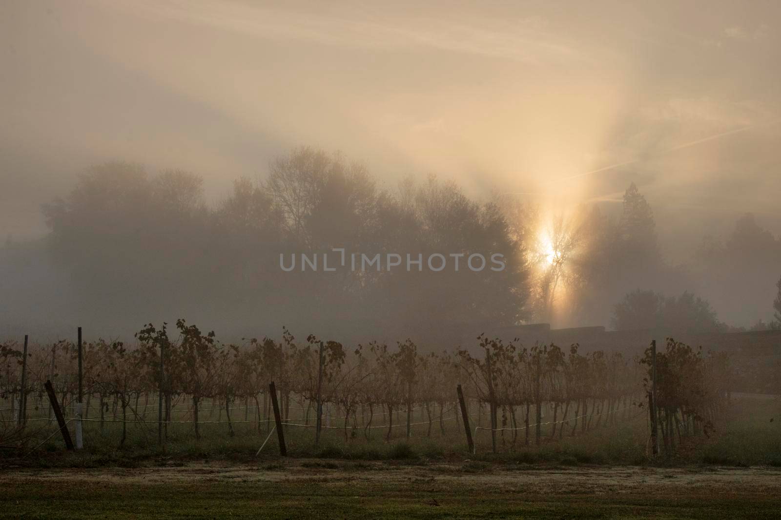 The nature that contribute to the wine by ValentimePix