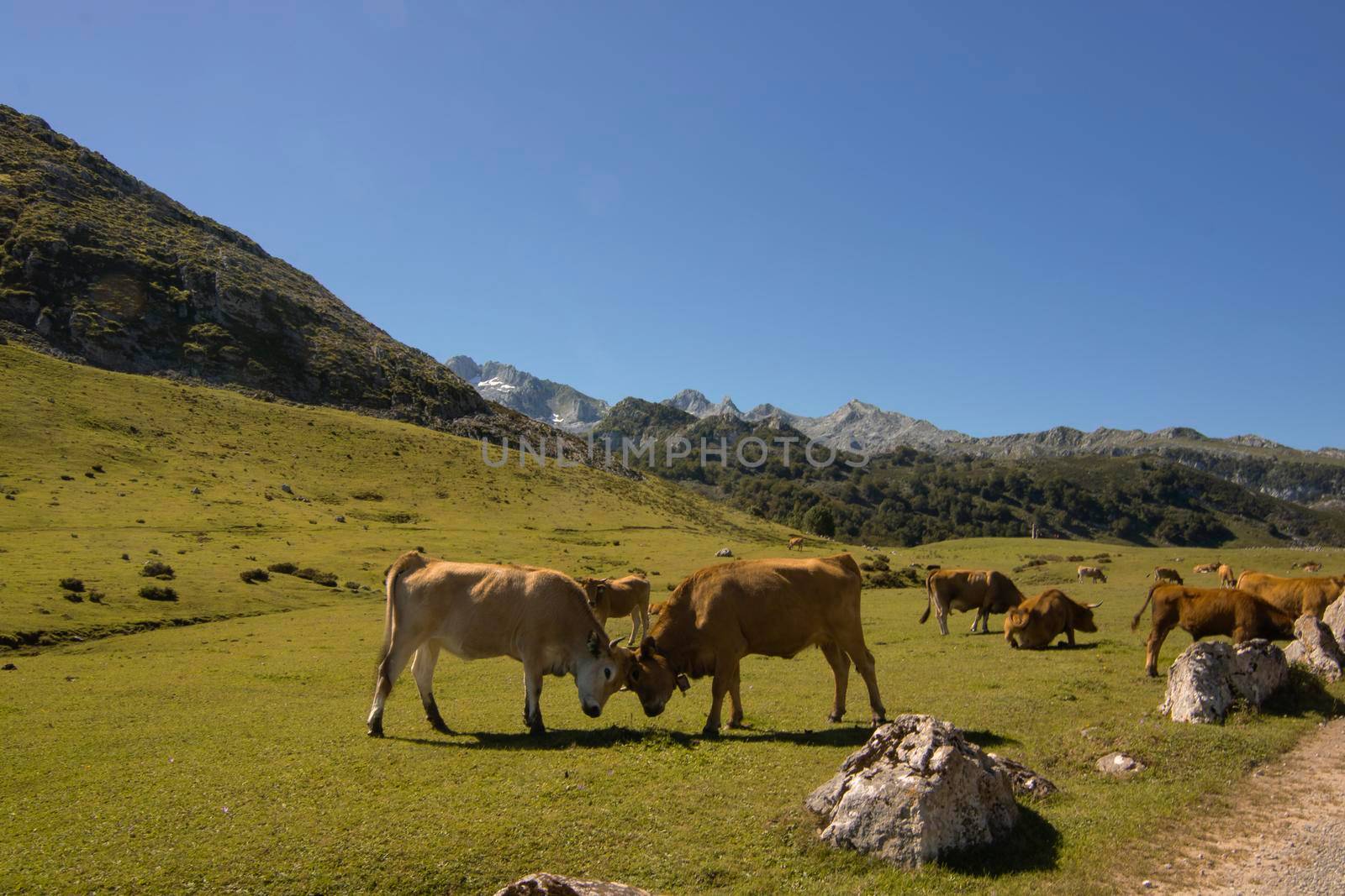 Landscape showing a couple of cows playing on a valley in Lagos de Covadonga in Spain