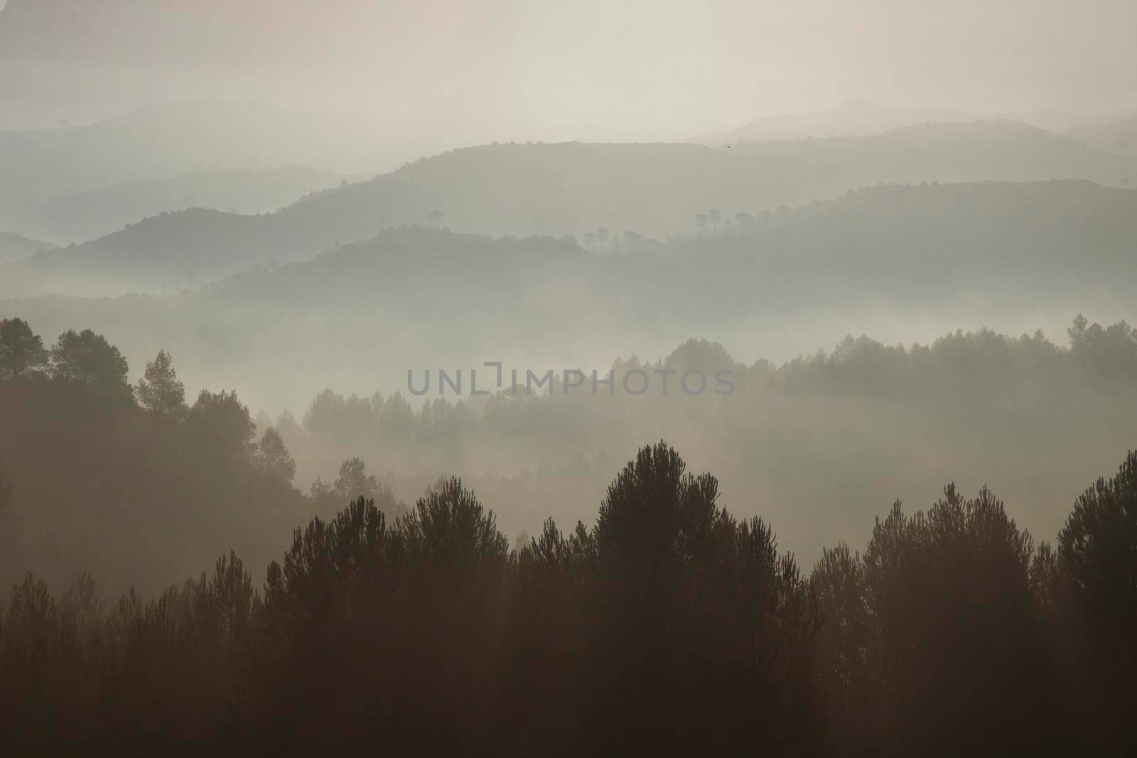 Misty morning in the forest by ValentimePix