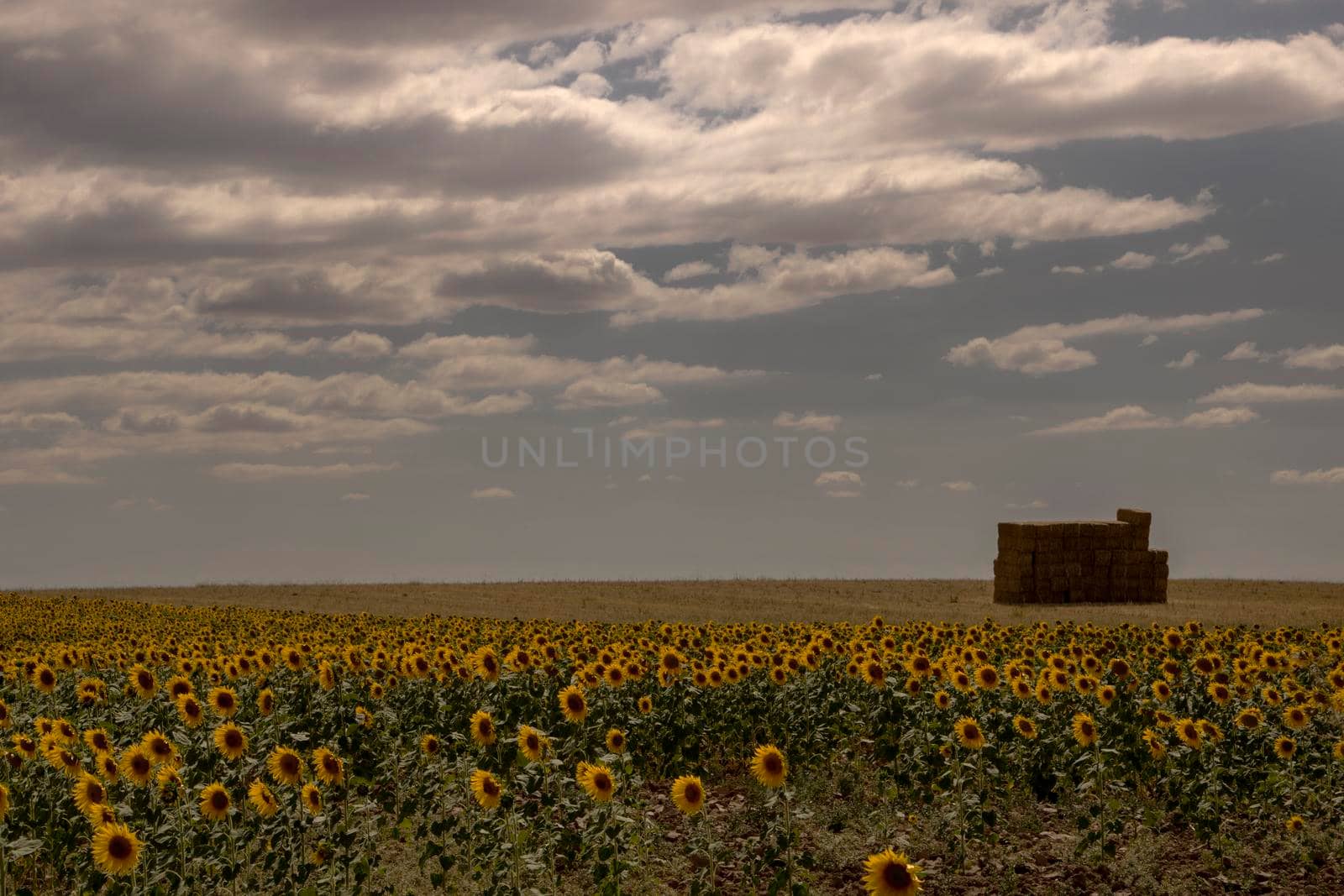 Landscape showing sunflowers and some straw blocks under a cloudy sky in the countryside
