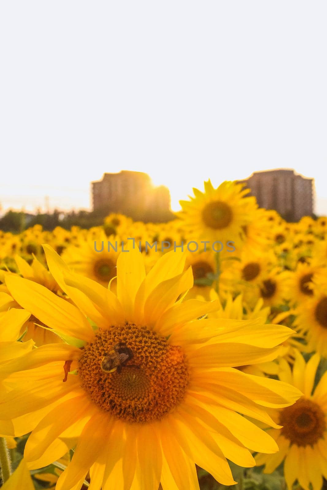 Field full of sunflowers over cloudy blue sky and bright sun lights. Vertical photo. Evening sun rays automn landscape by JuliaDorian