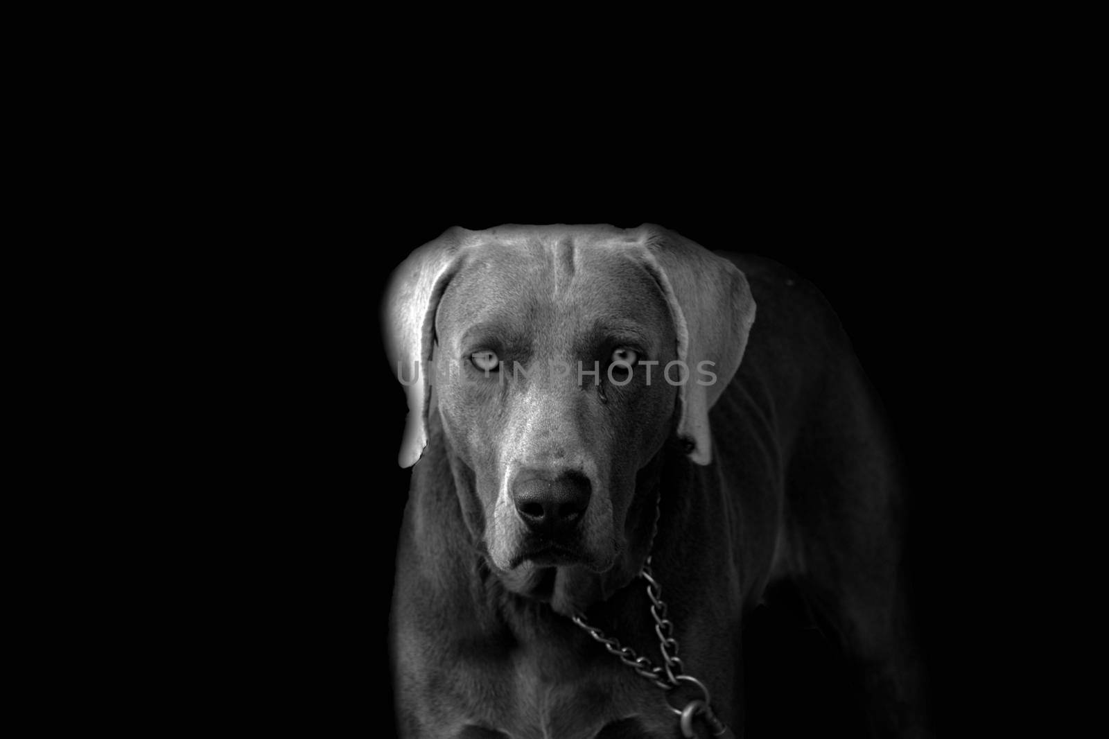 Grey dog in black background by ValentimePix