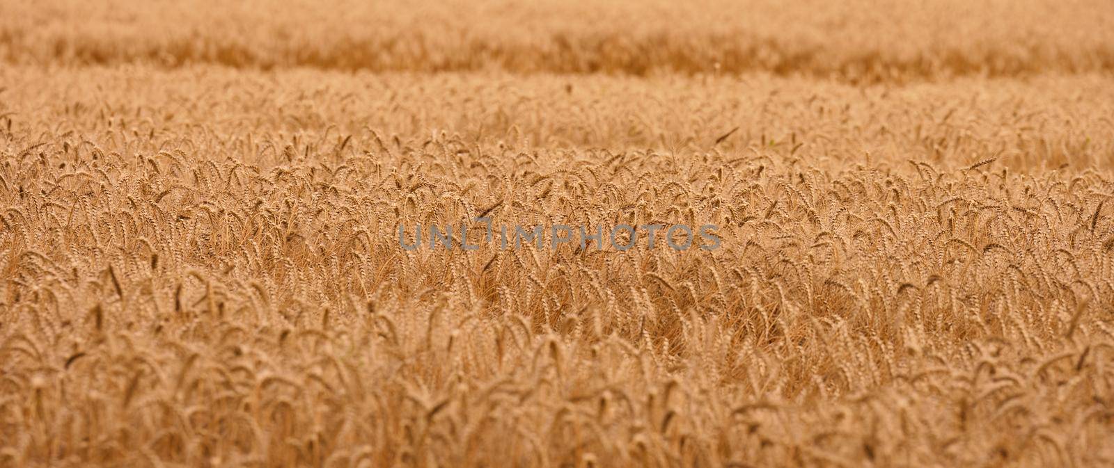 Field with yellow ripe wheat on a summer day. Good harvest, banner.  by ndanko