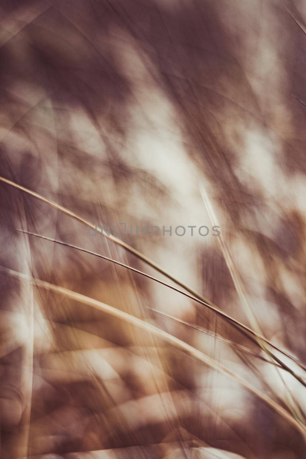 Rustic summer field by Anneleven