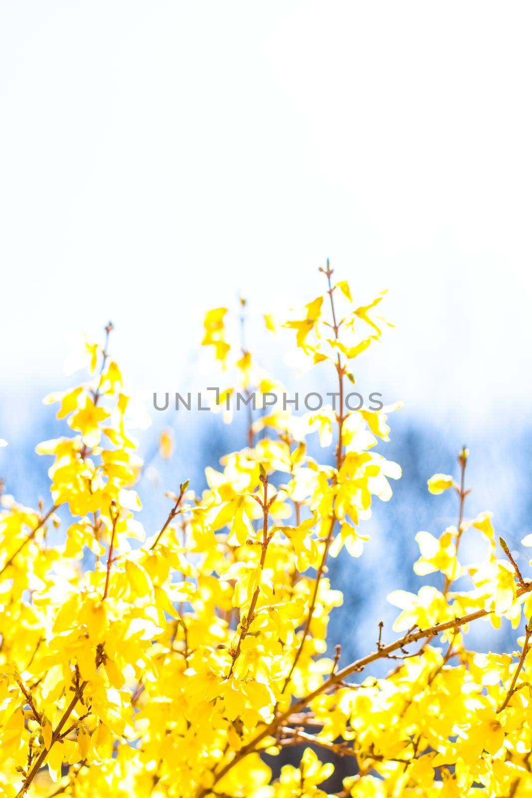 Nature in spring, wedding invitation and floral composition concept - Beautiful yellow flowers and blue sky as background