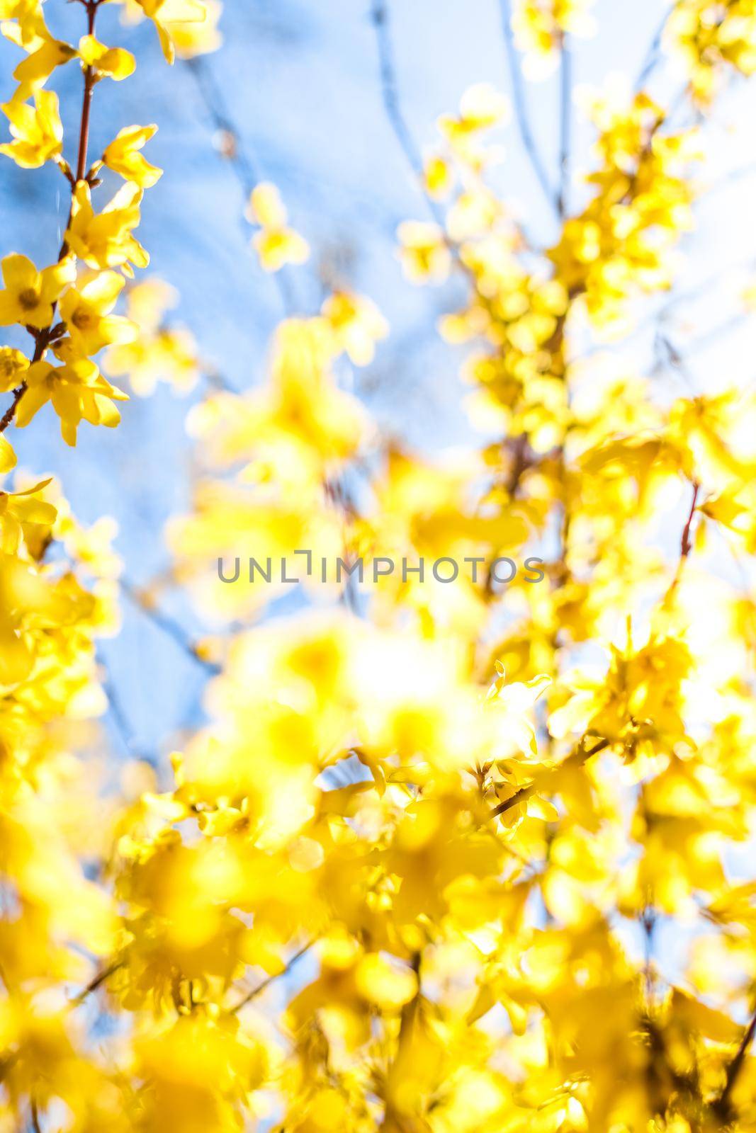 Nature in spring, wedding invitation and floral composition concept - Beautiful yellow flowers and blue sky as background