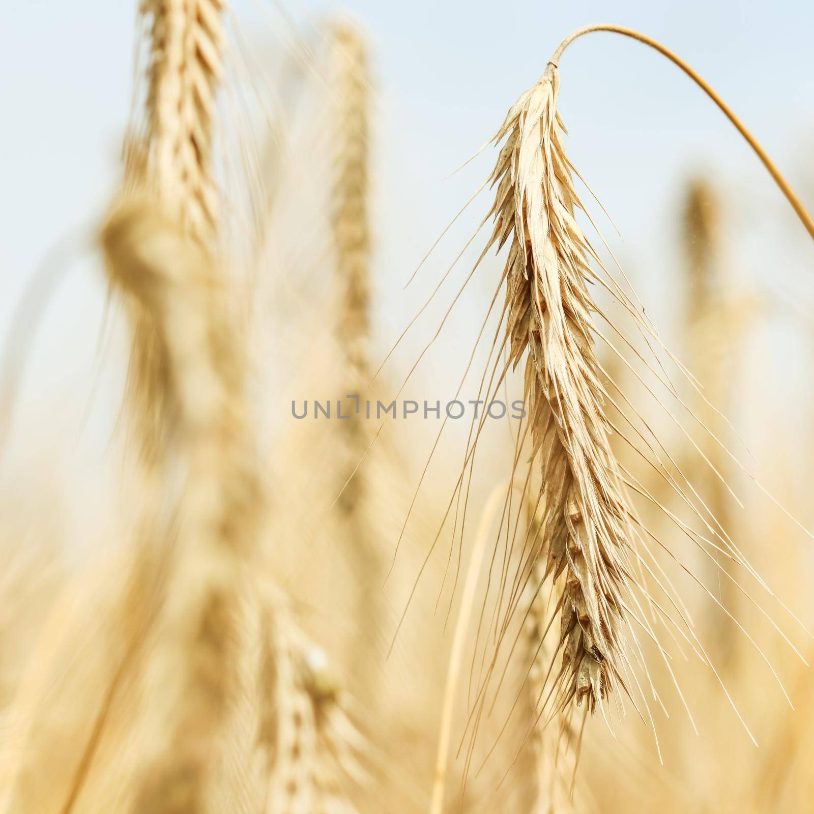 Dry ripe rye spicas of meadow field. Rural scenery, natural background. Agriculture, organic food production, harvest, healthy food, botany, nature, wallpaper concept. High quality photos