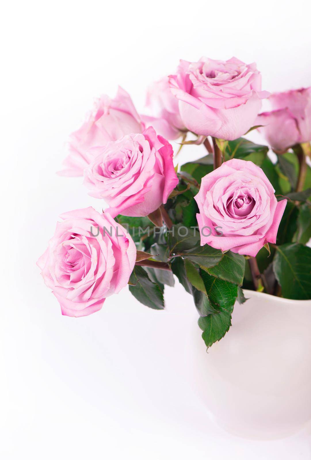 Flowers with clipping path, side view. Beautiful pink roses on stem with leaves isolated on white background. Natur object for design to Valentines Day, mothers day, anniversary by aprilphoto
