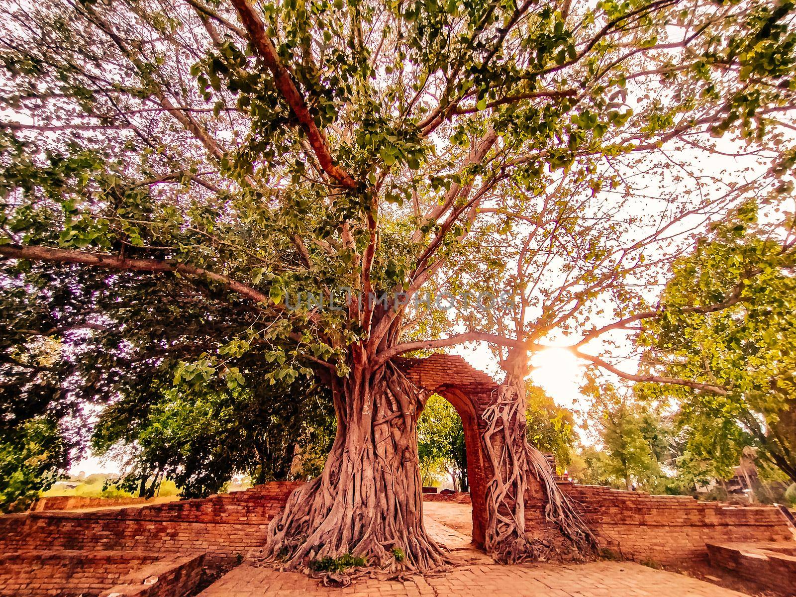 Ancient temple gate in phra ngam. The roots of trees and the gates of ayutthaya