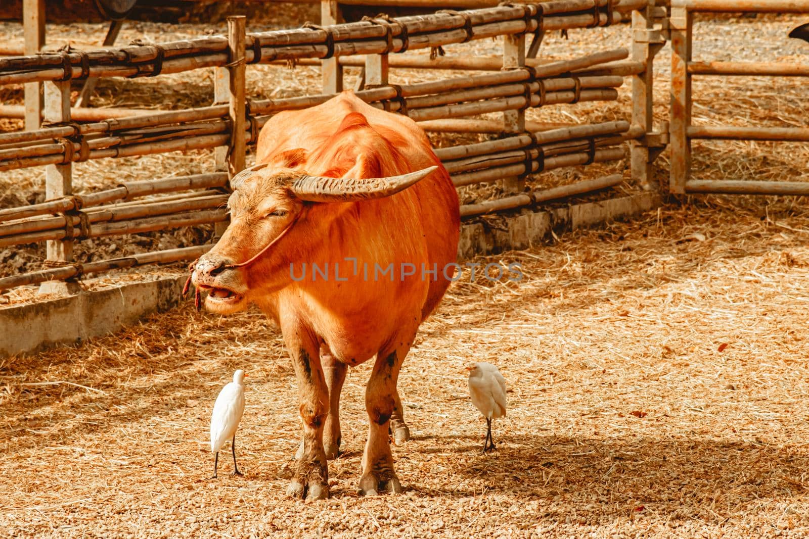 Domestic pet buffalo with white heron animal in agriculture  farm