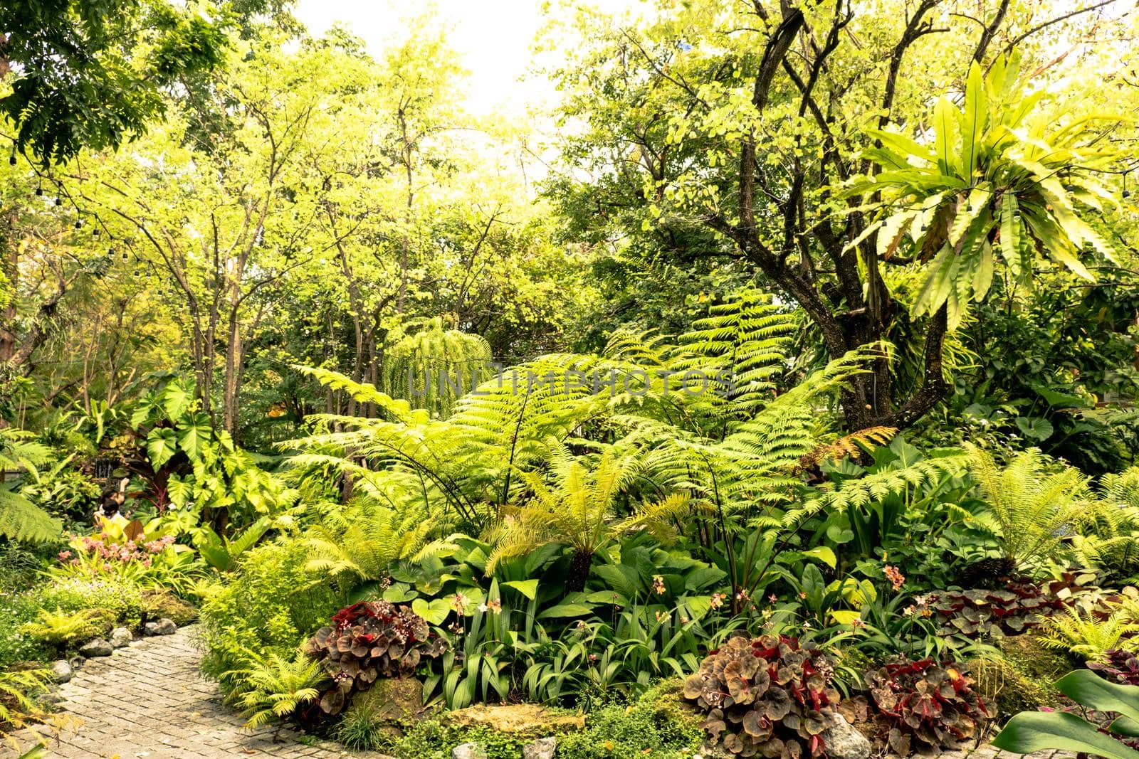 Green nature of Fern and trees in tropical garden nture background. by Petrichor