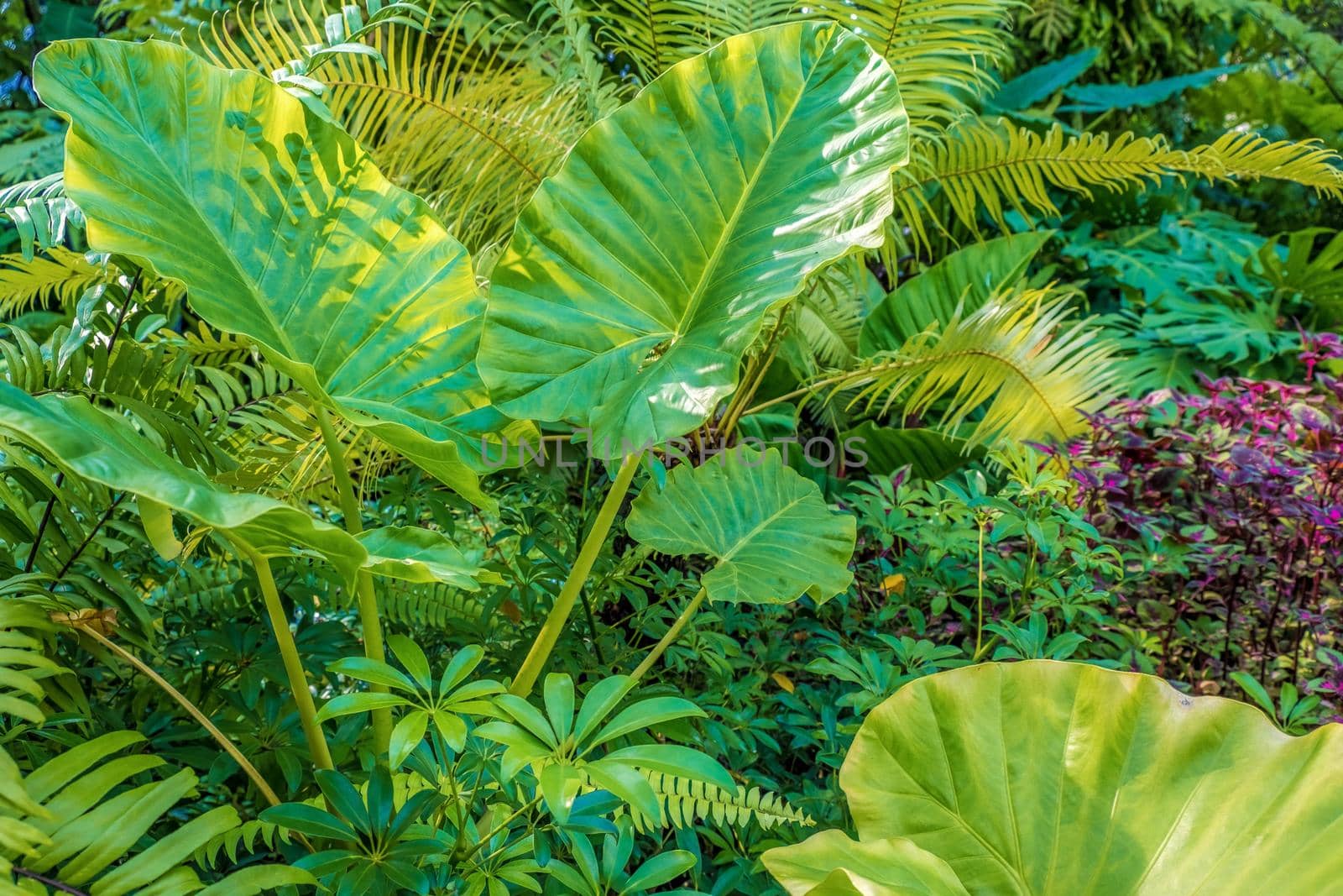 Green nature of Fern plant and trees in tropical garden nature background.