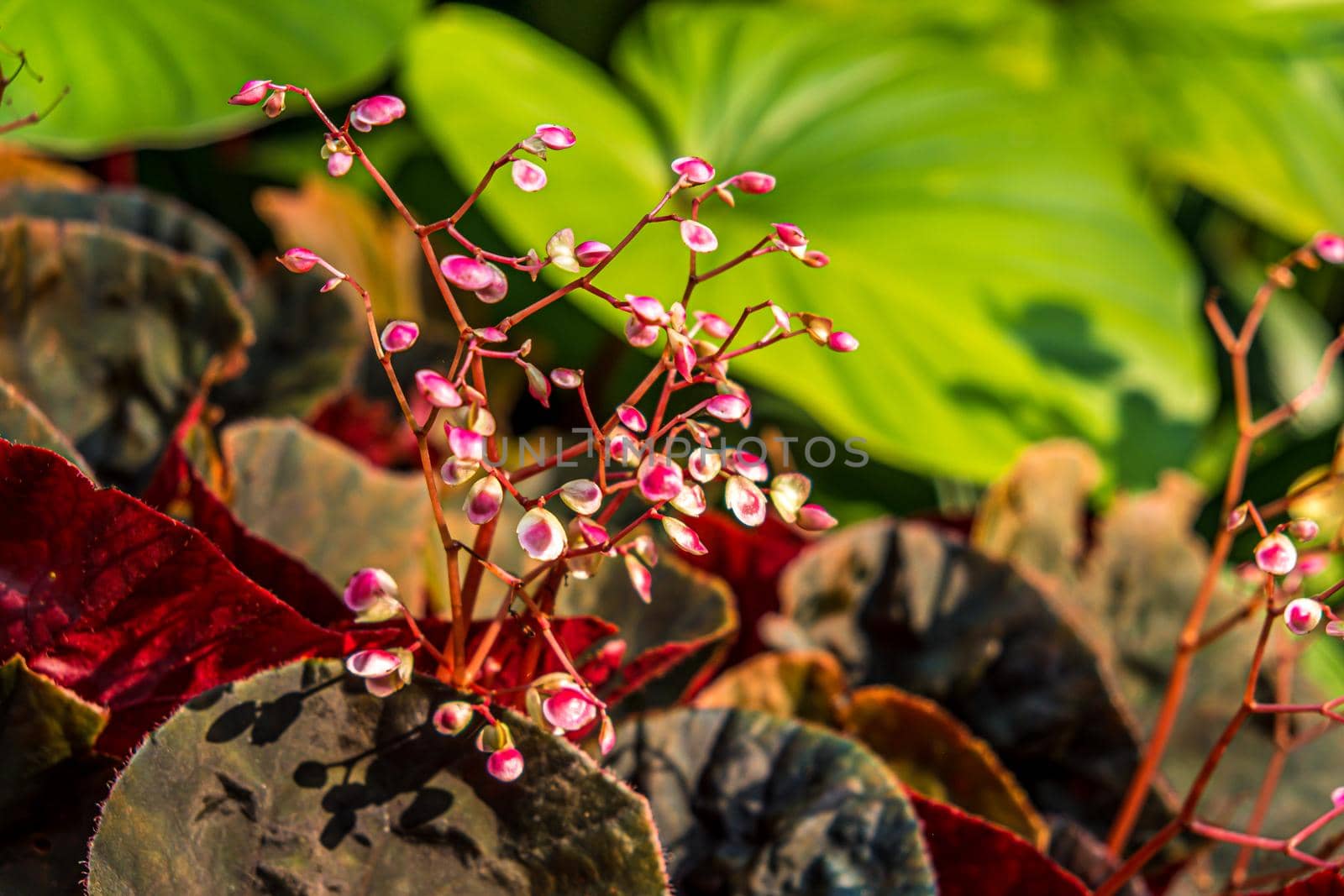 little pink flower nature forest and trees in garden decoration by Petrichor