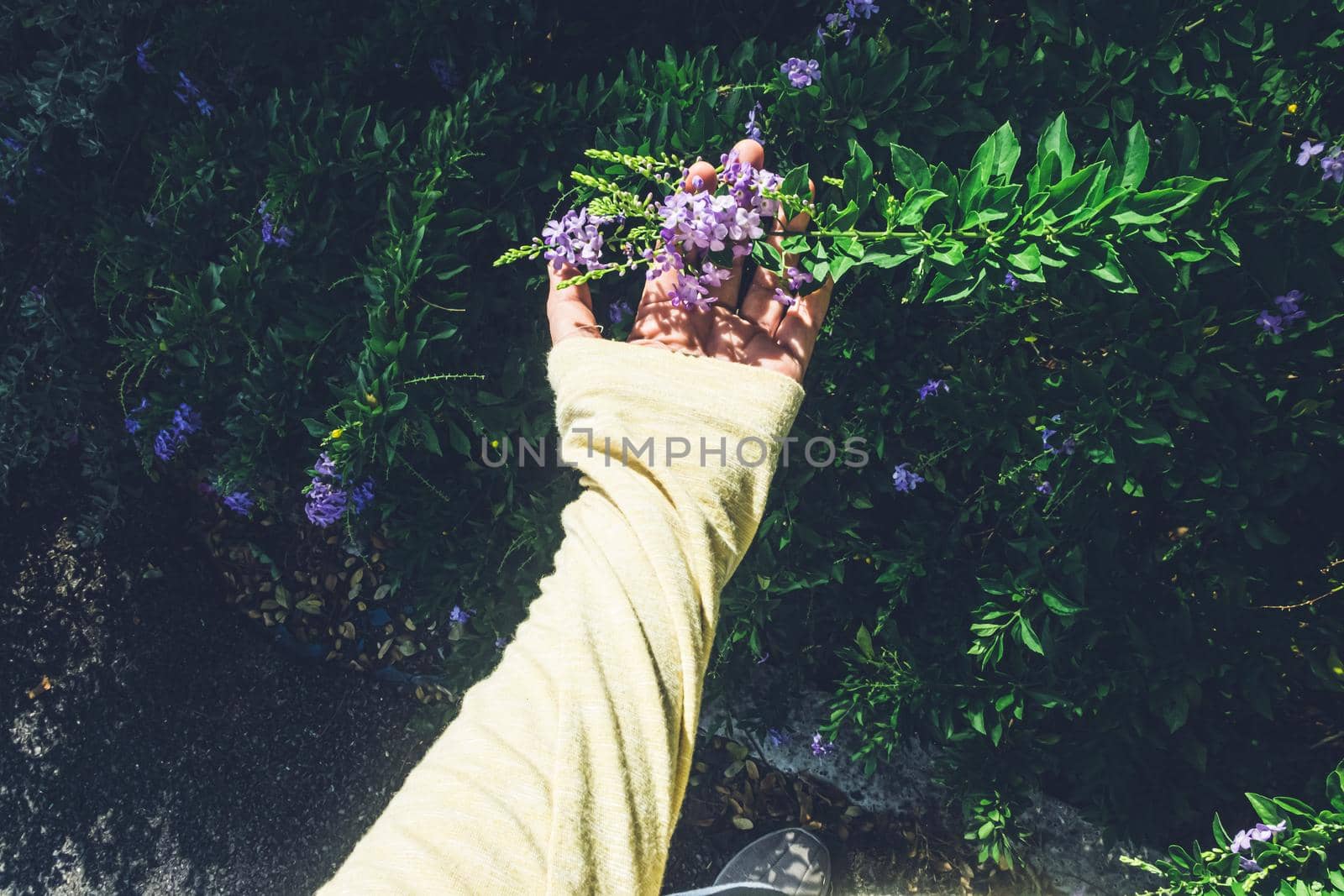 hand touching violet color flowers in a garden nature background by Petrichor