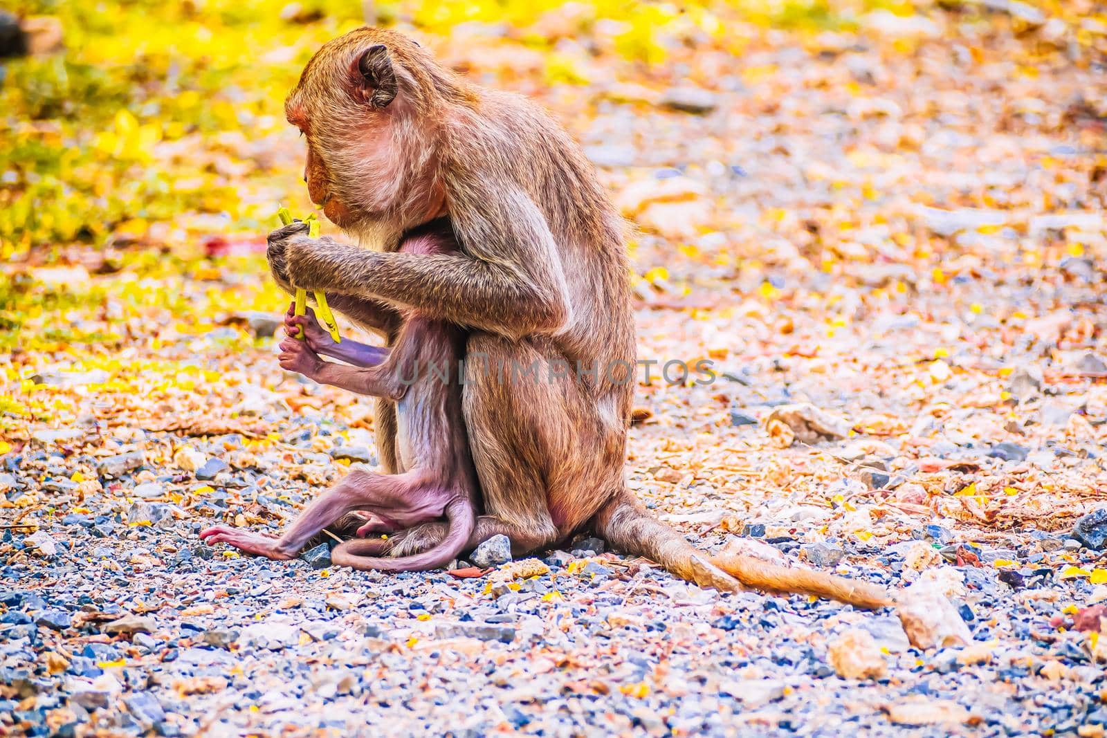 Monkey family and mother and baby animal wildlife in nature.