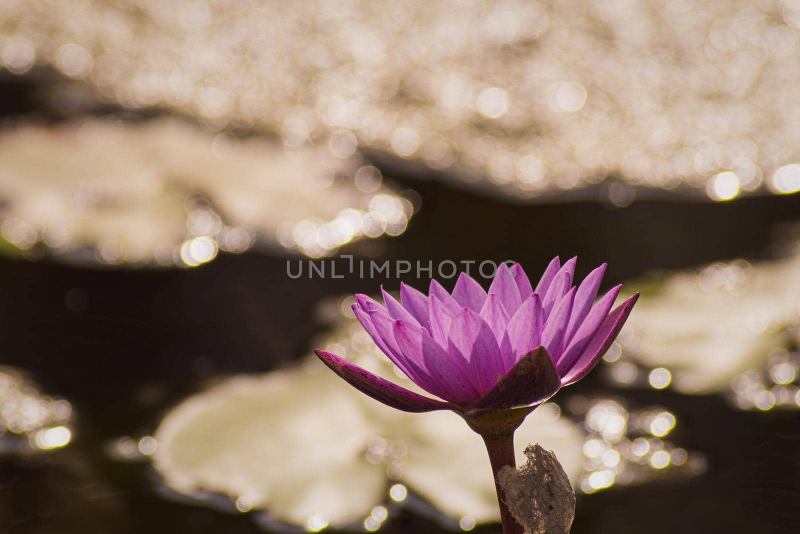 Purple Lotus Flower Yellow Pollen  with the lotus green  leaves in the water , pond background