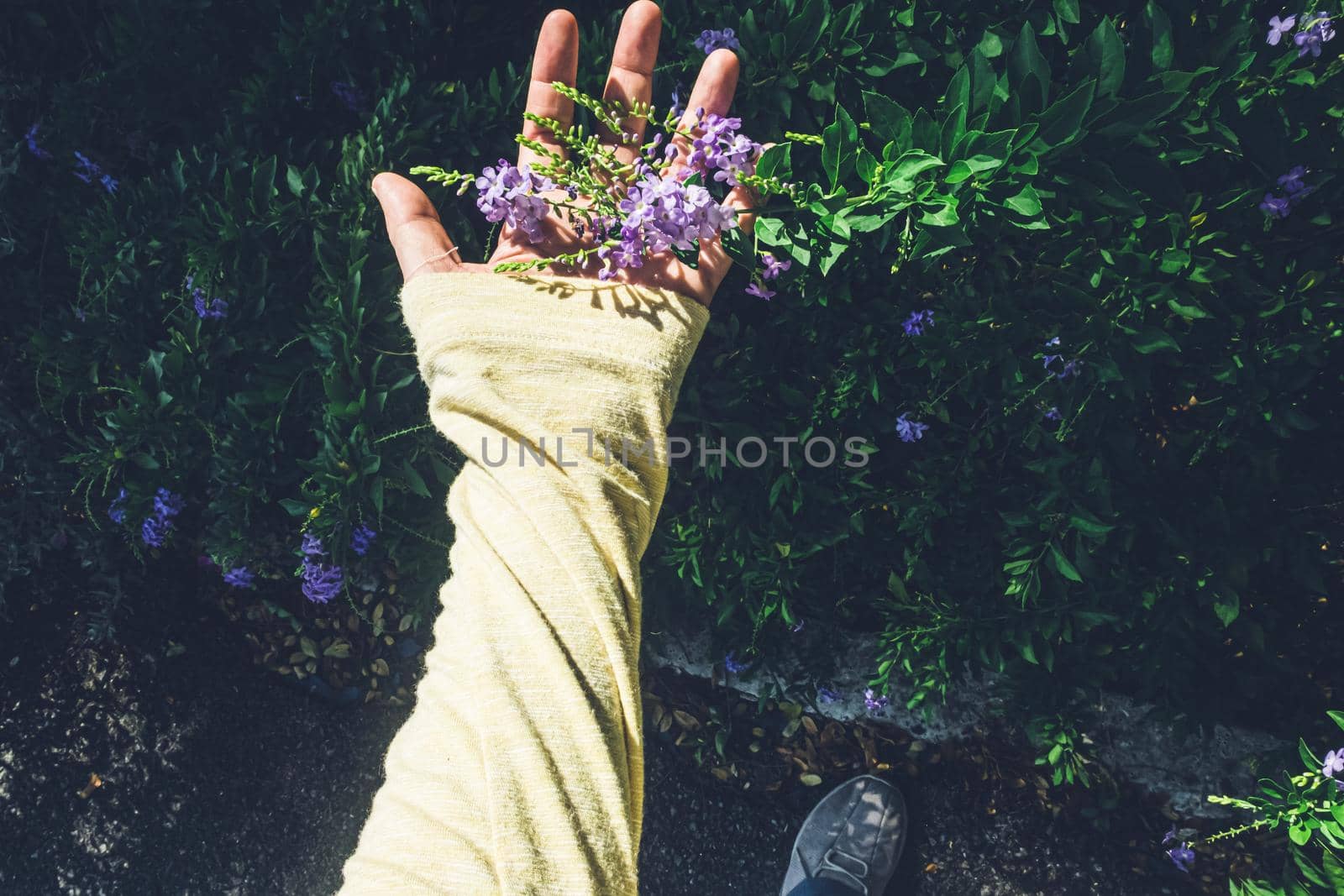 hand touching violet color flowers in a garden nature background