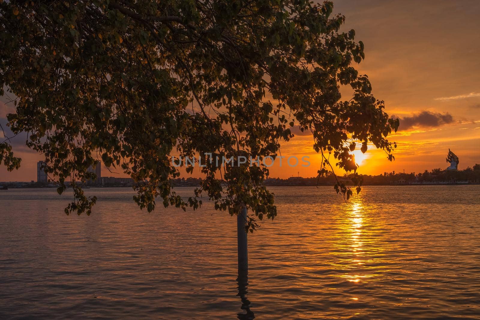 Silhouette of tree at sunset. Golden sun sunset reflect on surface of water