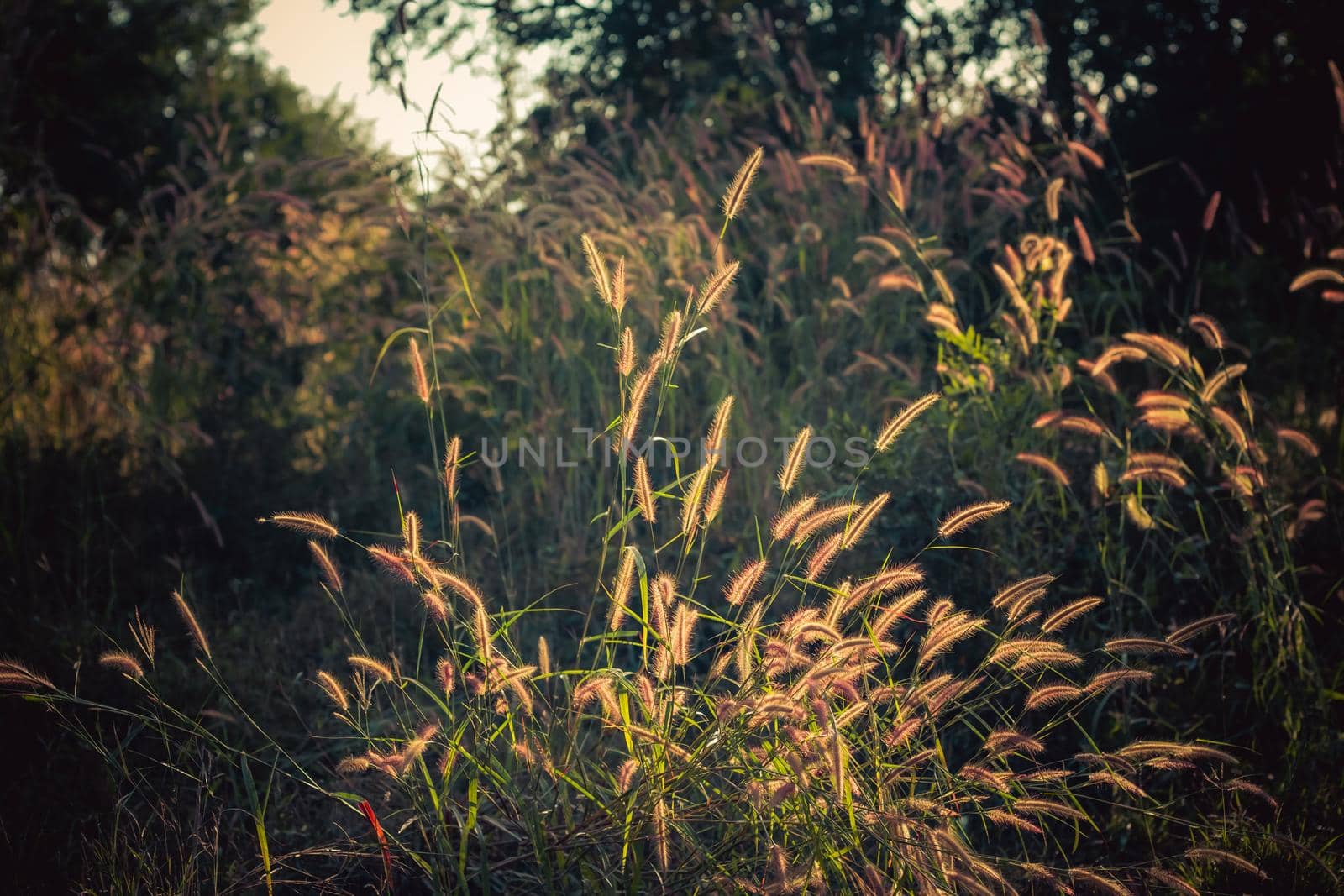 Flower field in rural. Orange meadow background. Wild meadow grass.Spring summer nature background