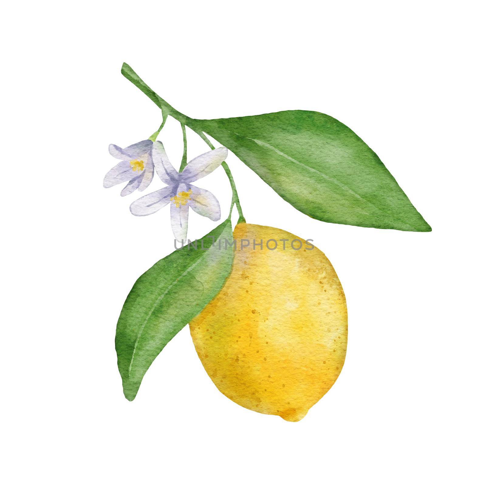 Lemon fruit with leaves and flower. Hand draw watercolor illustration isolated on white background by ElenaPlatova