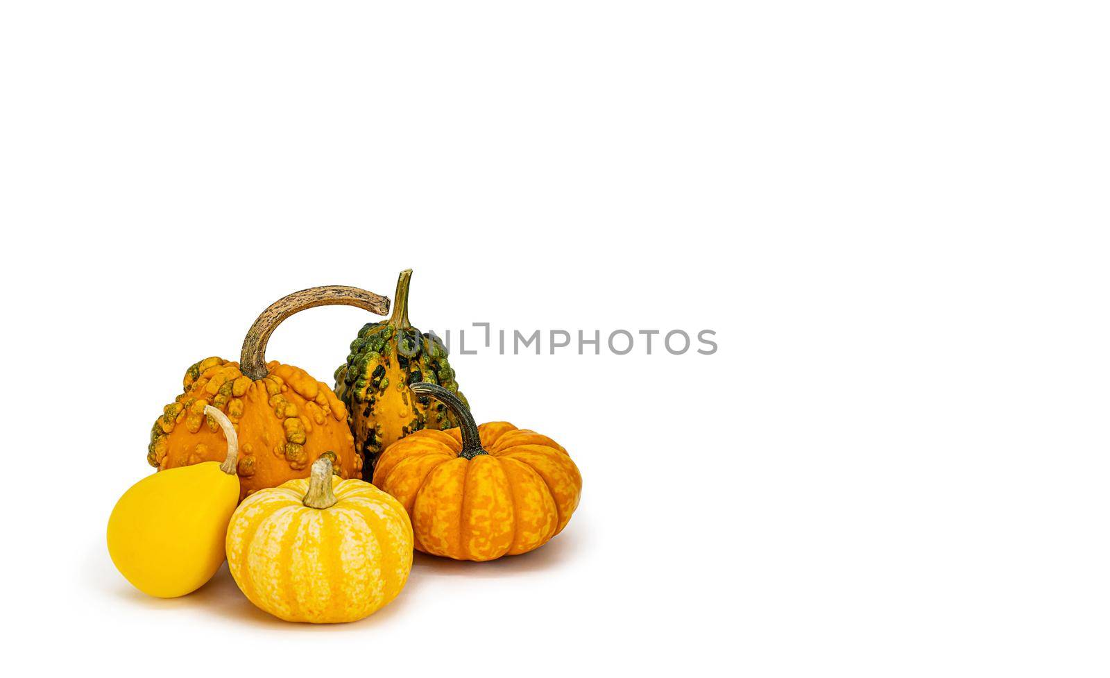 banner, bunch of decorative pumpkins on white background Isolated object, easy to cut out for design, poster. Seasonal decorative vegetables for Thanksgiving, Halloween, restaurant menu decoration