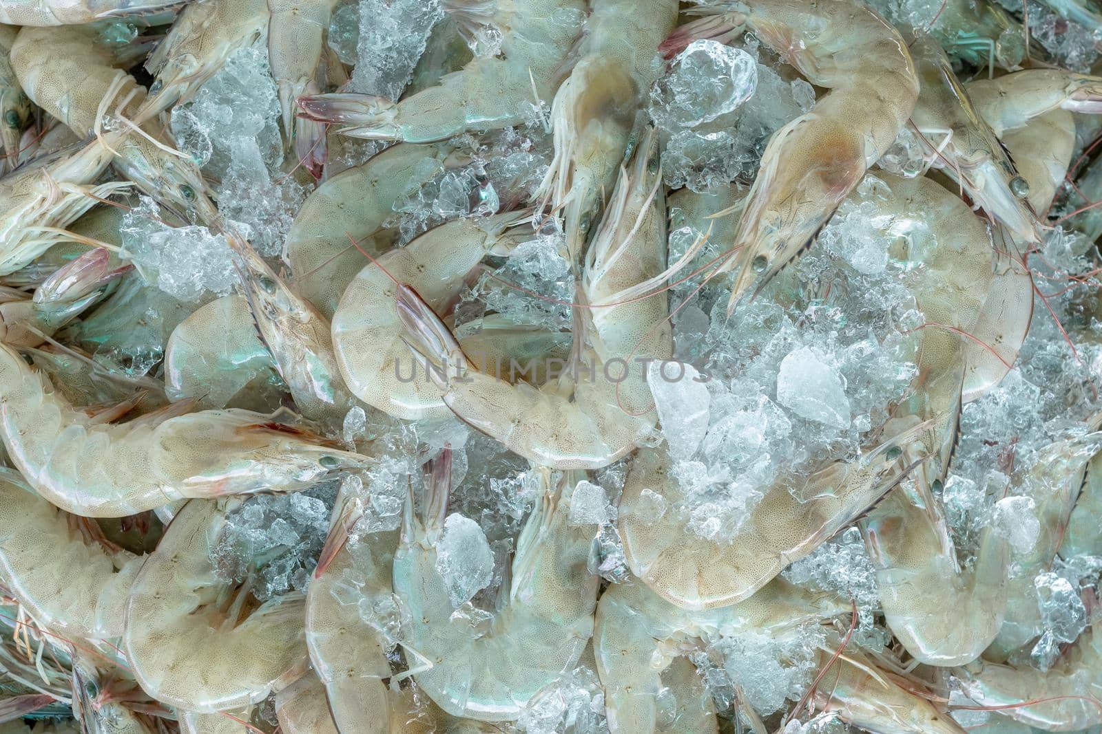 Fresh white shrimps on crushed ice for sale in market. Raw prawns for cooking in seafood restaurant. Sea food industry. Shellfish animal. Shrimp market. Uncooked prawn. Shrimp for frozen food factory. by Fahroni