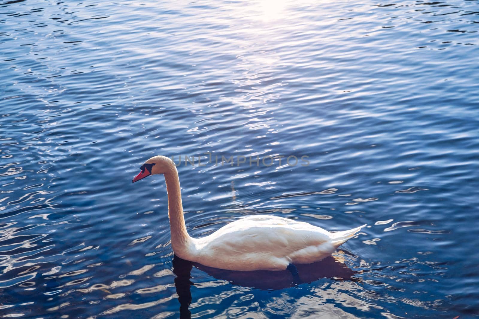 Mute swan (Cygnus olor) gliding across a river at sunset. Amazing sunset scene, beautiful majestic swan on the river in sunset light, fairy tale, swan lake, beauty.
