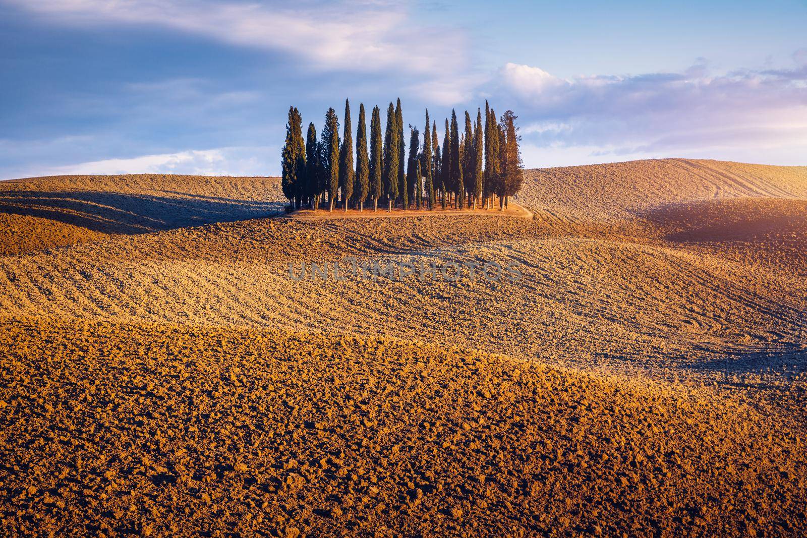 Cipressi Di San Quirico D'Orcia at golden hour with beautiful warm light and clouds on hills italian landscape in Tuscany in Italy. Group of italian cypresses called Cipressi di San Quirico d'Orcia.
