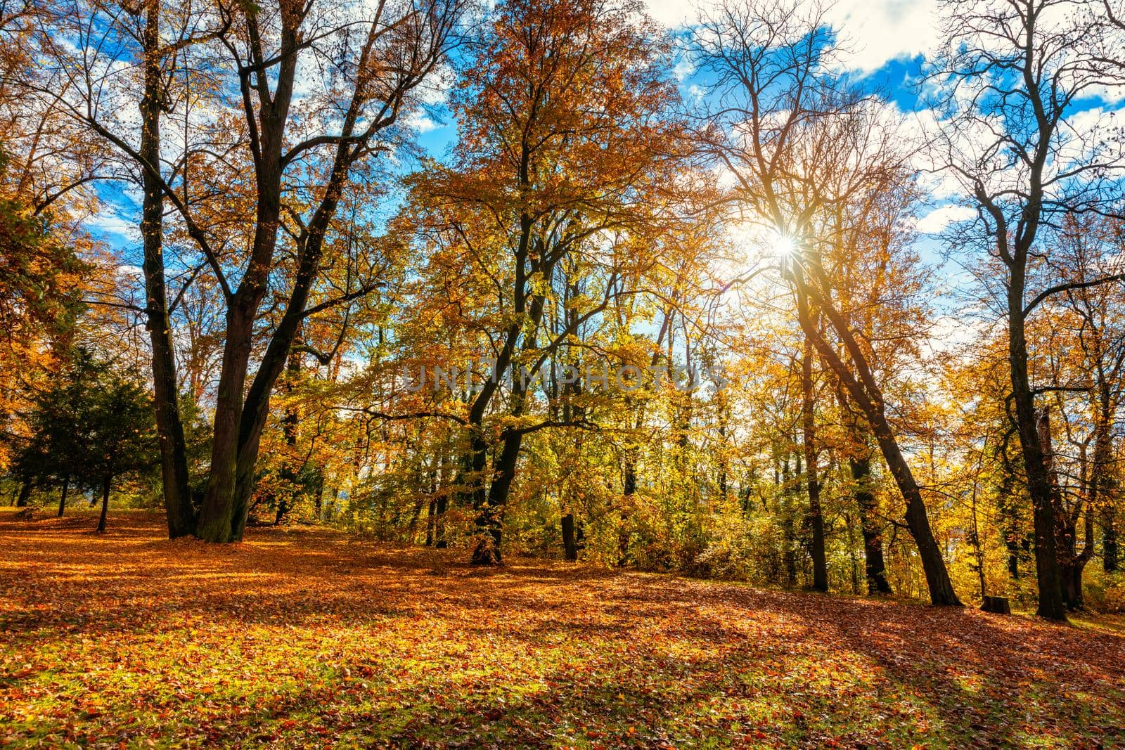 Autumn scene, fall,  red and yellow trees and leaves in sun light. Beautiful autumn landscape with yellow trees and sun. Colorful foliage in the park, falling leaves natural background