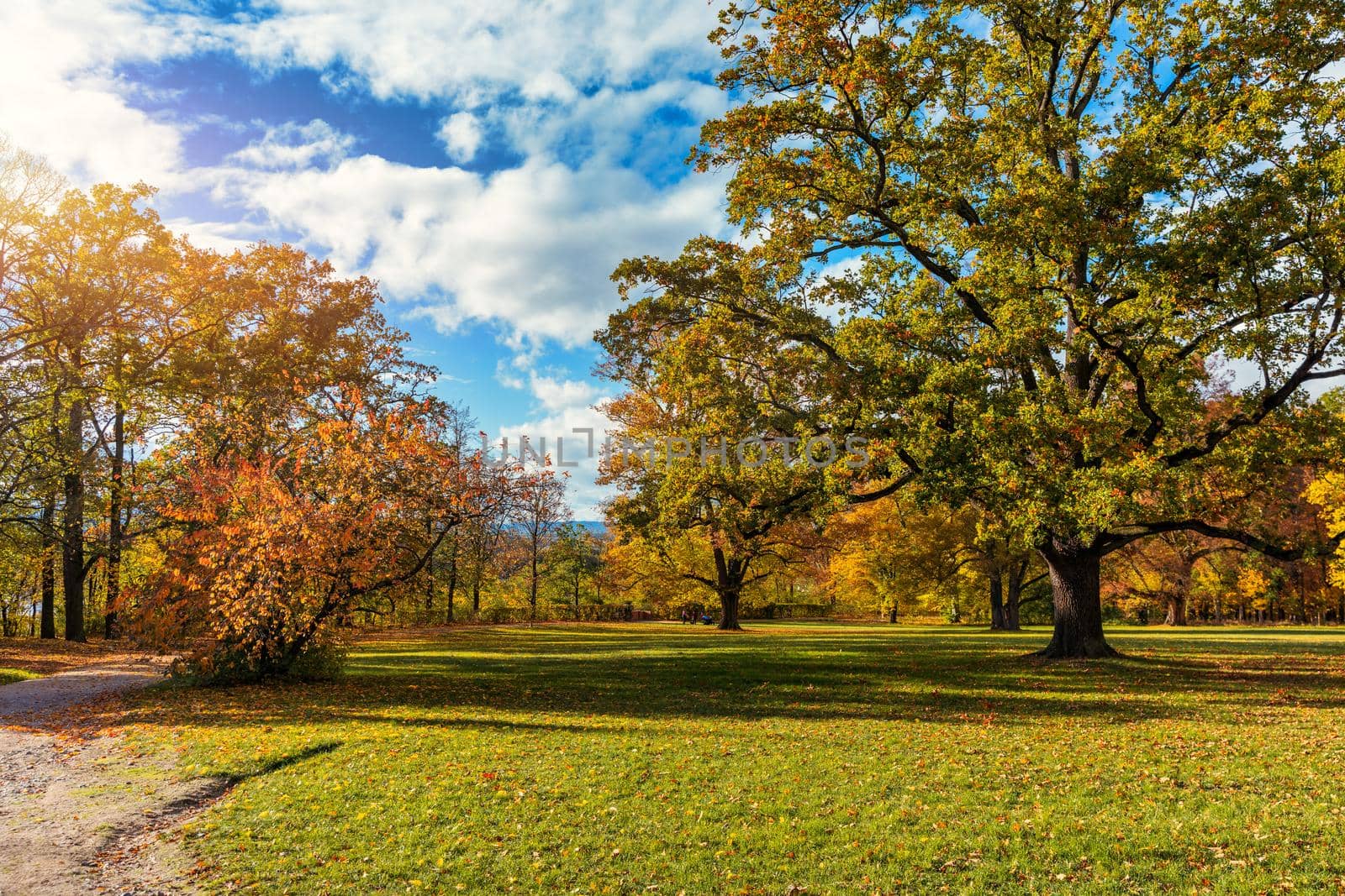 Golden autumn scene in a park, with falling leaves, the sun shining through the trees and blue sky. Colorful foliage in the park, falling leaves natural background