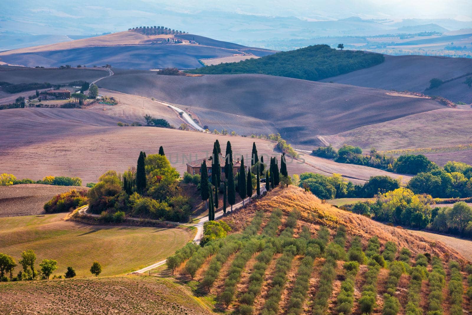 Hills, olive gardens and small vineyard under rays of morning sun, Italy, Tuscany. Famous Tuscany landscape with curved road and cypress, Italy, Europe