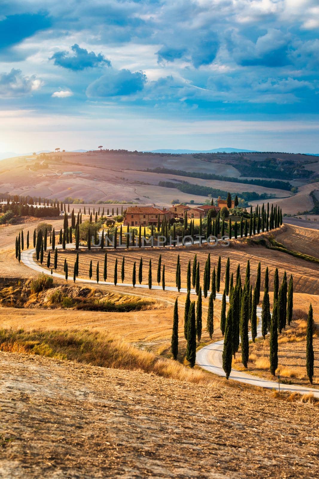 Hills, olive gardens and small vineyard under rays of morning sun, Italy, Tuscany. Famous Tuscany landscape with curved road and cypress, Italy, Europe