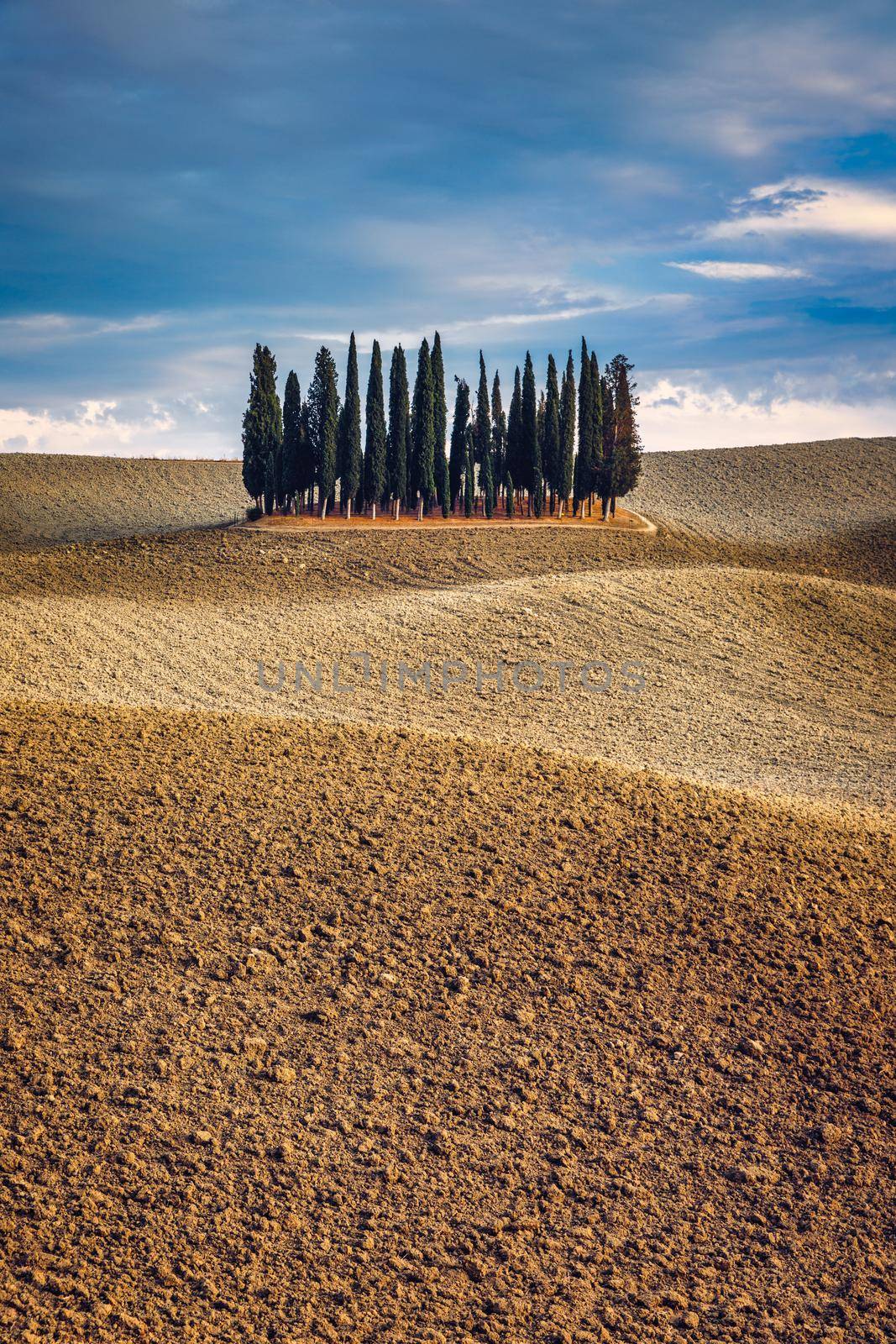 Cipressi Di San Quirico D'Orcia at golden hour with beautiful warm light and clouds on hills italian landscape in Tuscany in Italy. Group of italian cypresses called Cipressi di San Quirico d'Orcia.