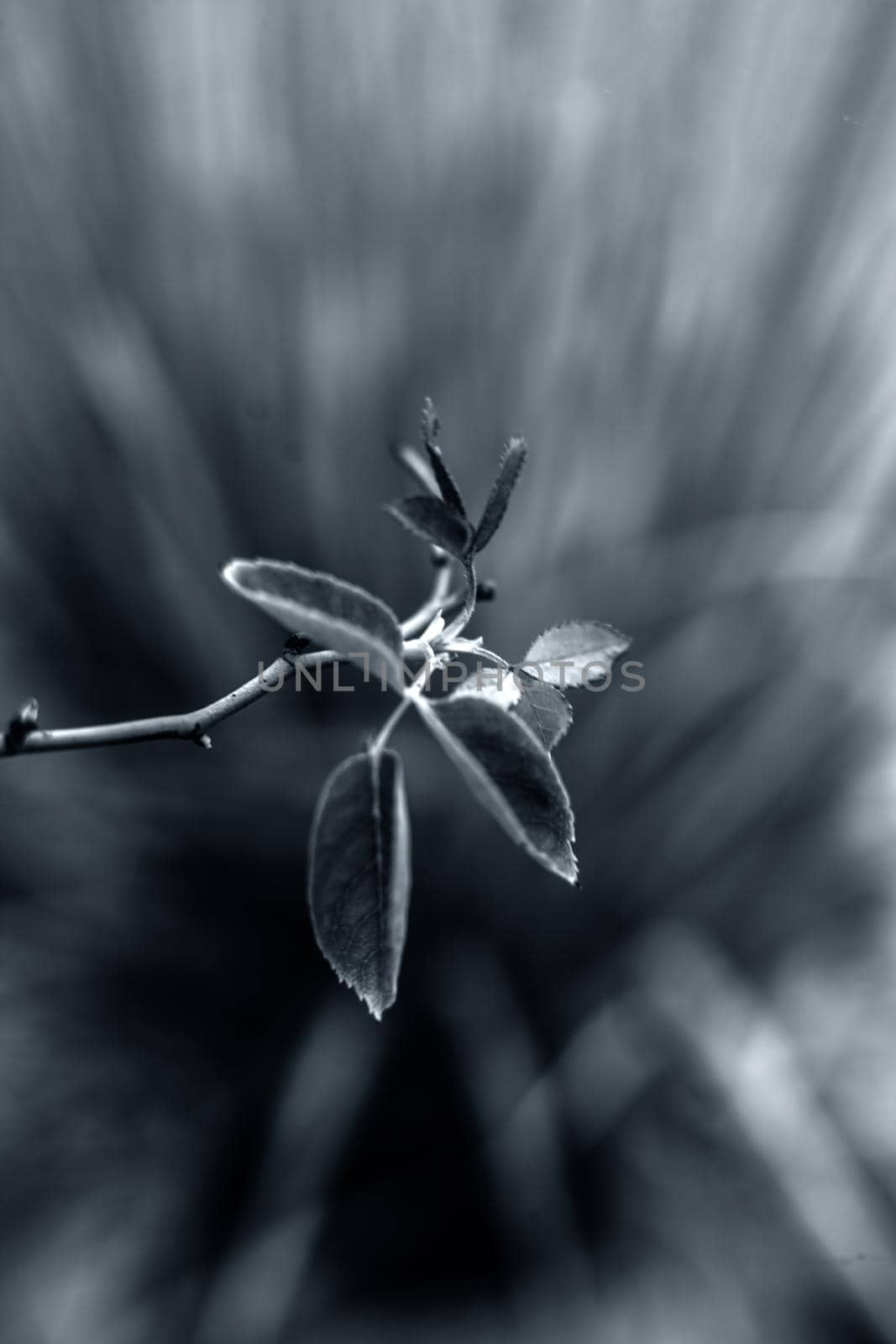 Close up shot of new leaf of rose flower or rosa flower along with the blurred background of the other green vegetation.