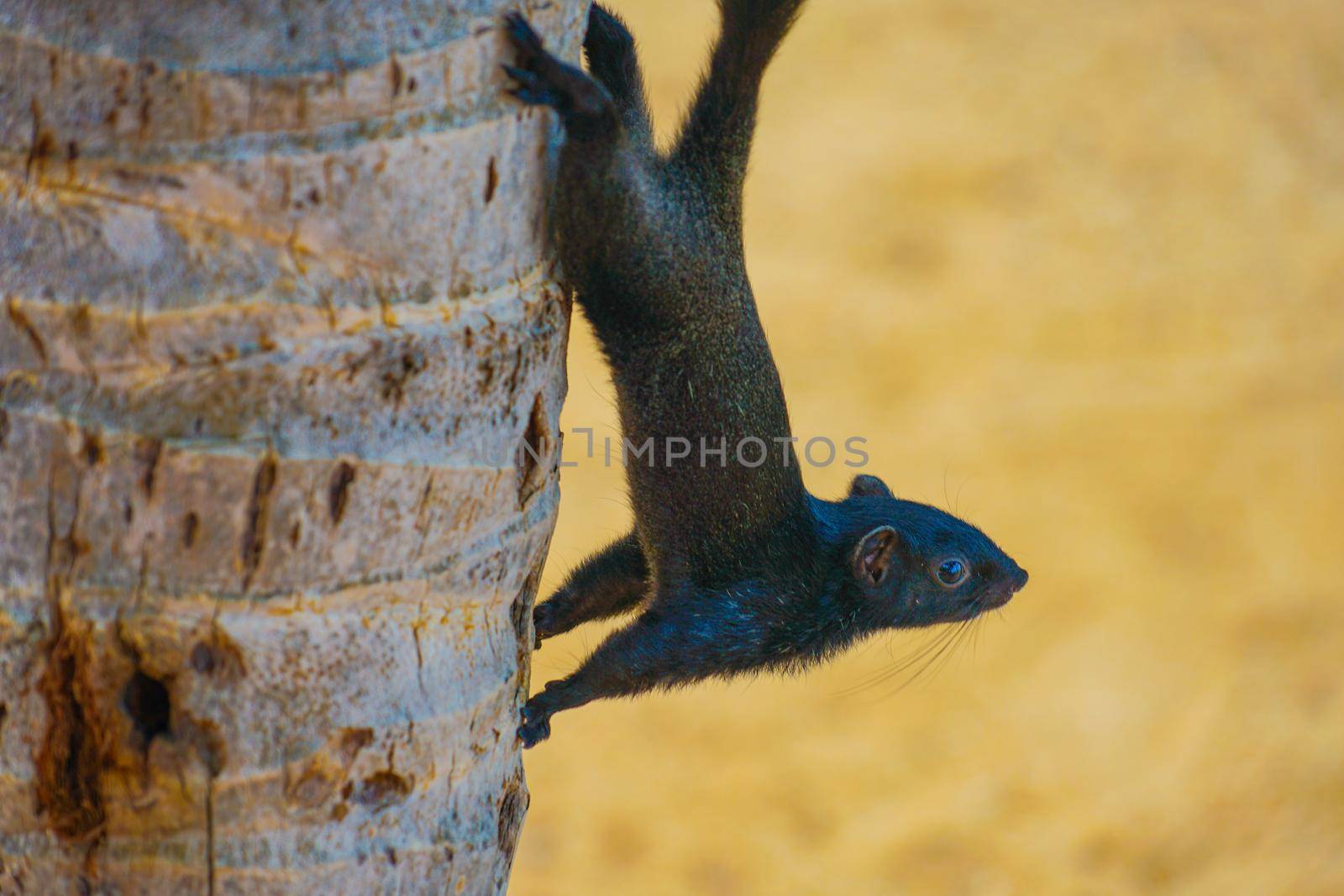 Cute squirrel of Pattaya Beach (Thailand). Shooting Location: Kingdom of Thailand