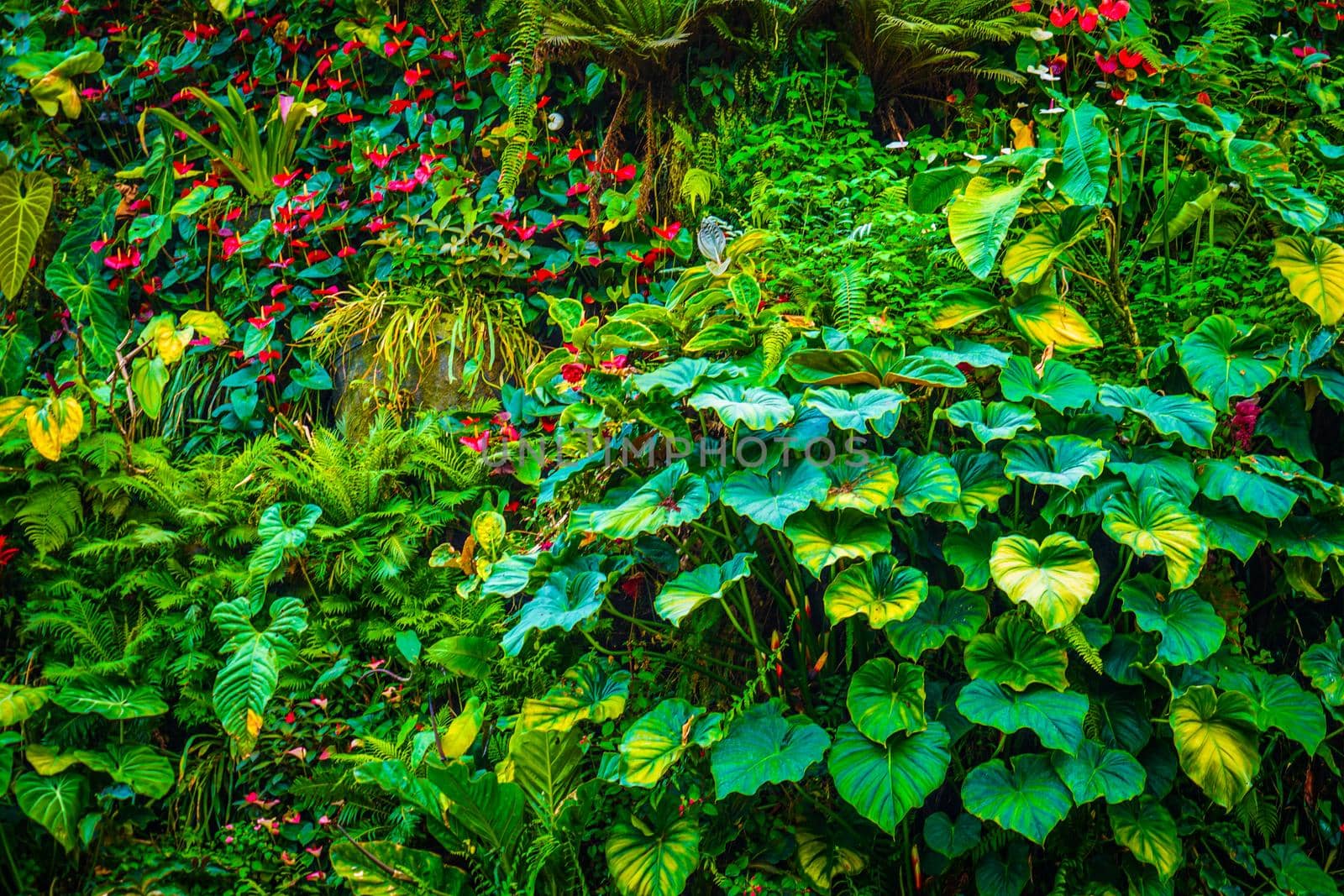 Botanical group of jungles in the southern country. Shooting Location: Singapore