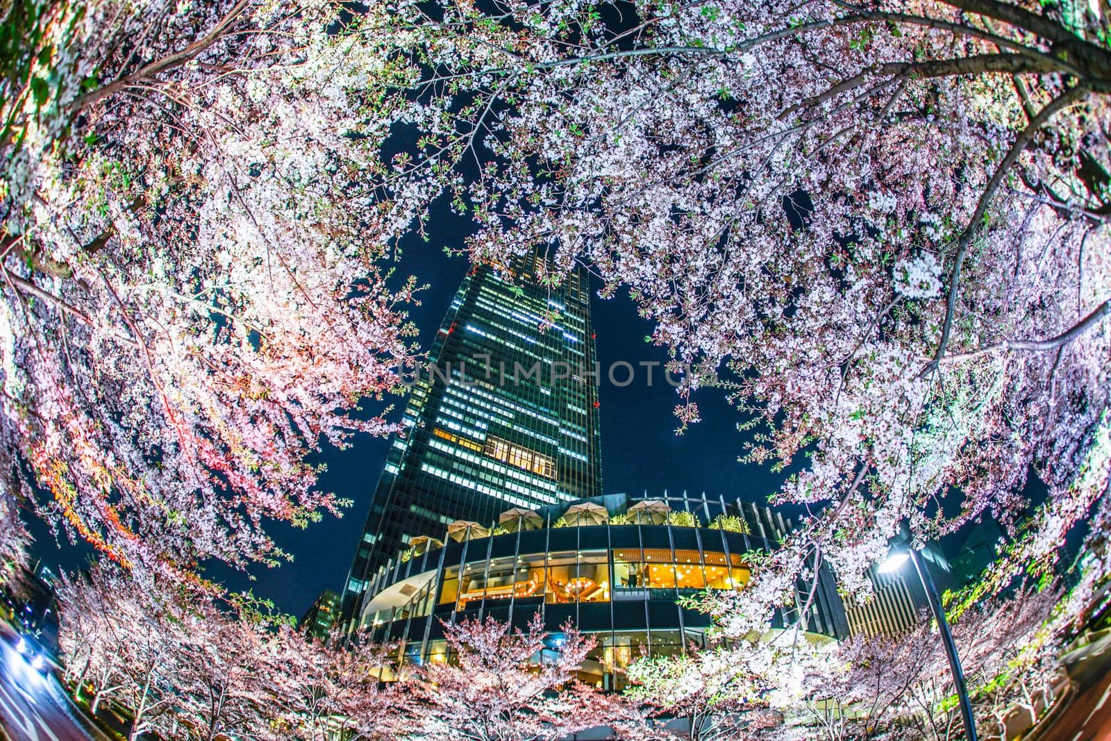 Cherry blossoms and Tokyo Midtown. Shooting Location: Tokyo metropolitan area