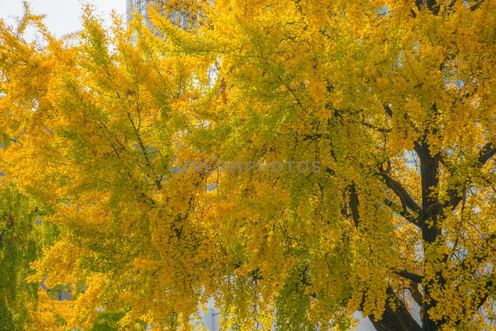 Ginkgo of Yokohama Minato Mirai. Shooting Location: Yokohama-city kanagawa prefecture