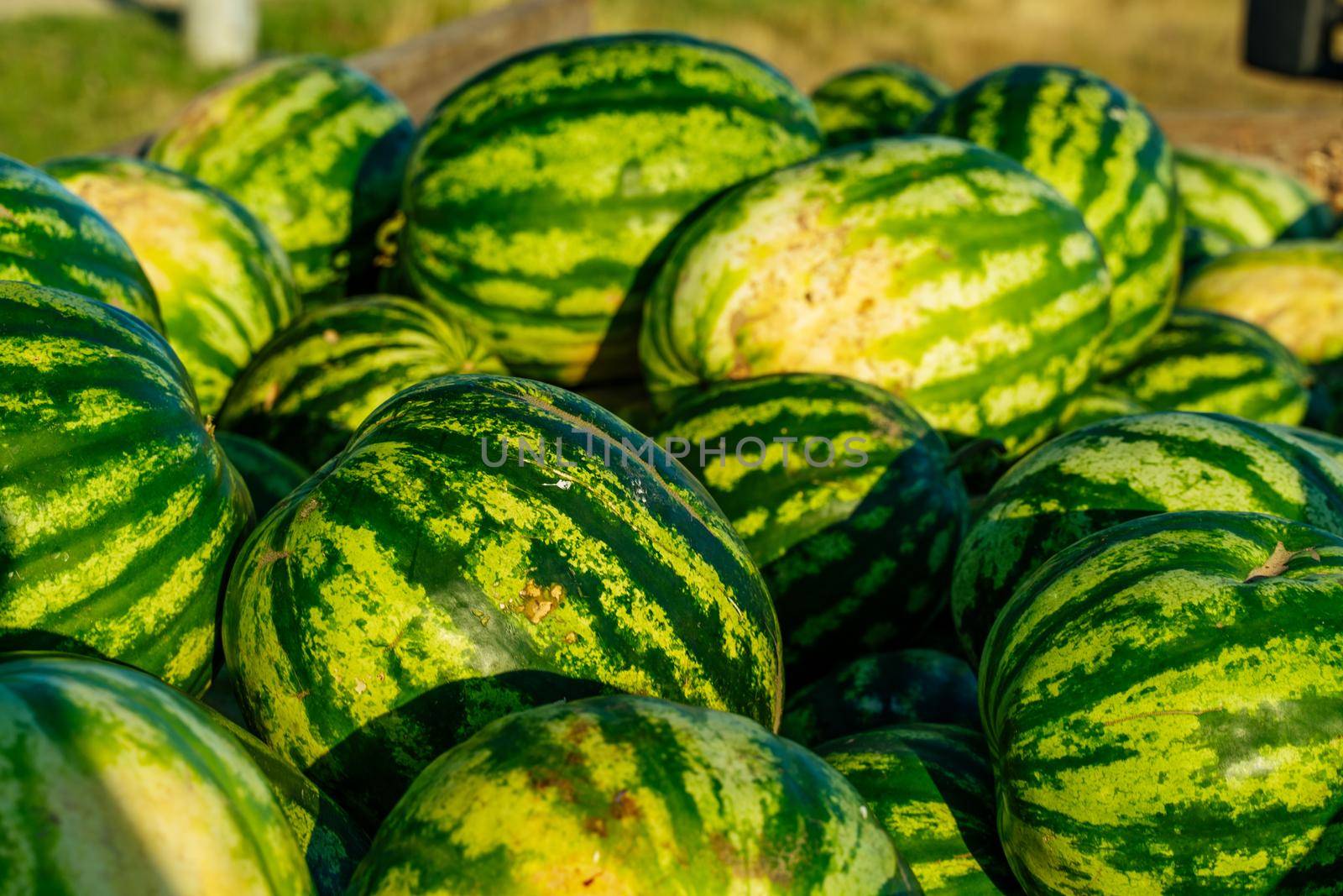 Many large sweet green watermelons are piled up