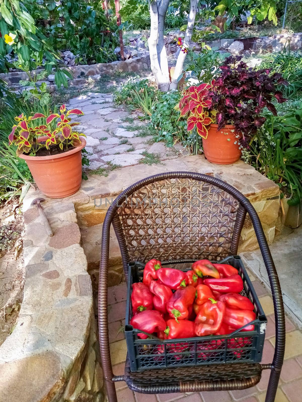 a box with a large crop of sweet red peppers in the garden ,raw vegetables, High quality photo