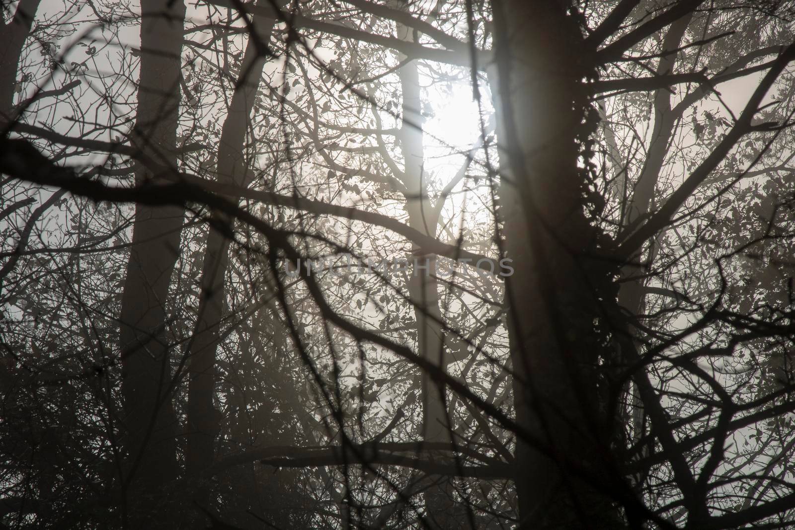 Foggy dark landscape showing some trees and branches