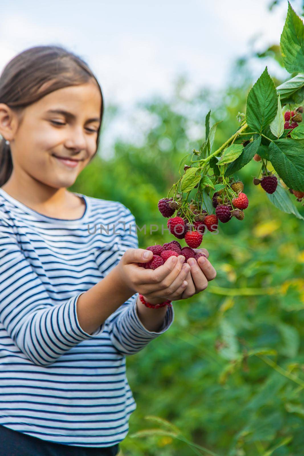A child harvests raspberries in the garden. Selective focus. Kid.