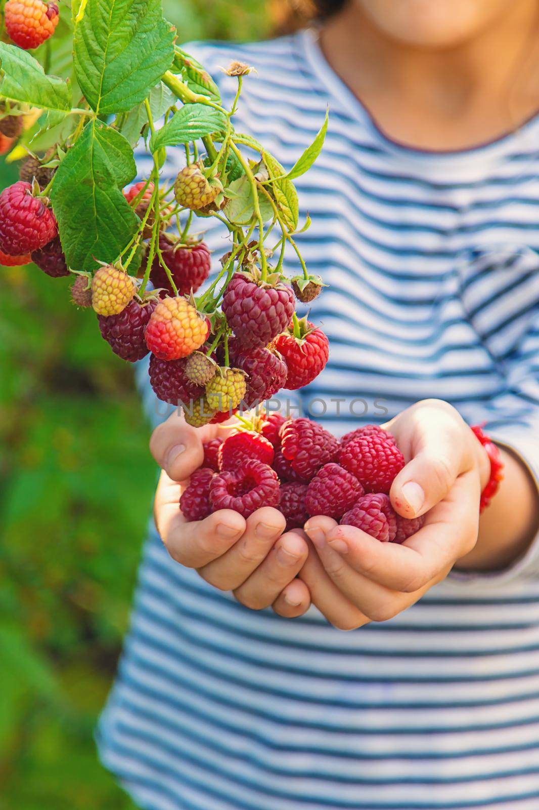 A child harvests raspberries in the garden. Selective focus. by yanadjana