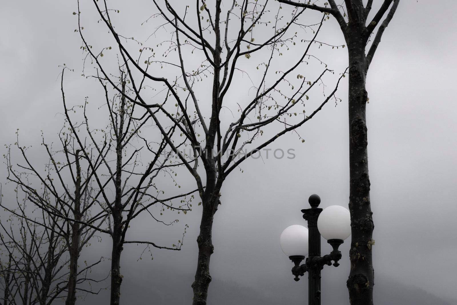 Street lamp aligned with some trees in winter in black and white