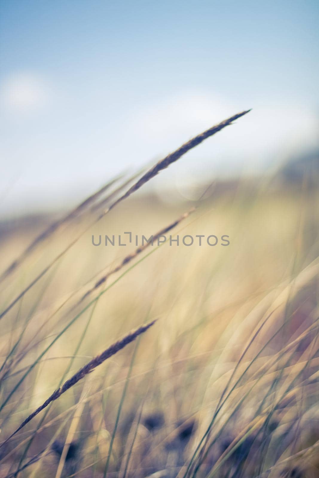 Rural field, a day in countryside by Anneleven