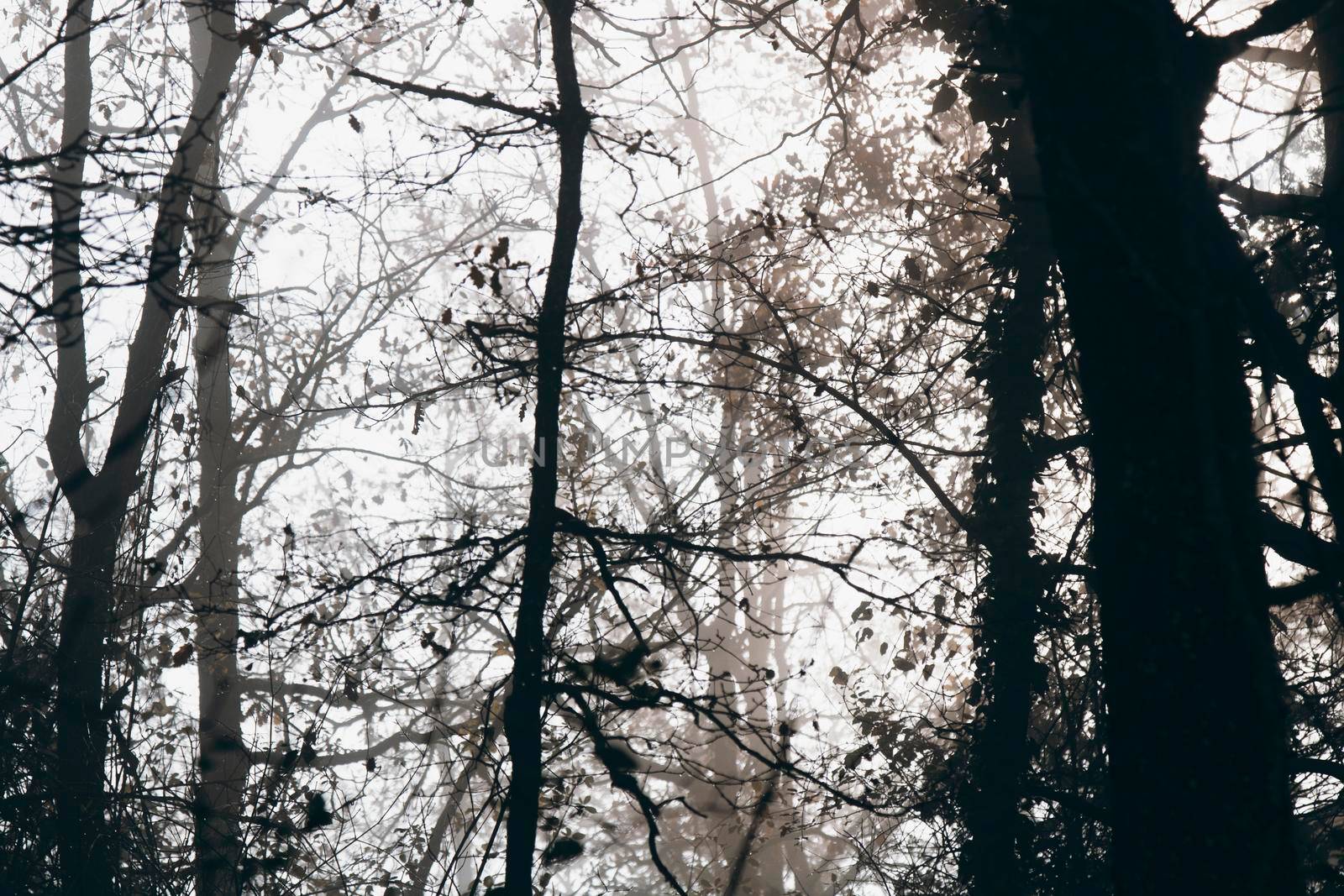 Foggy forest in winter by ValentimePix